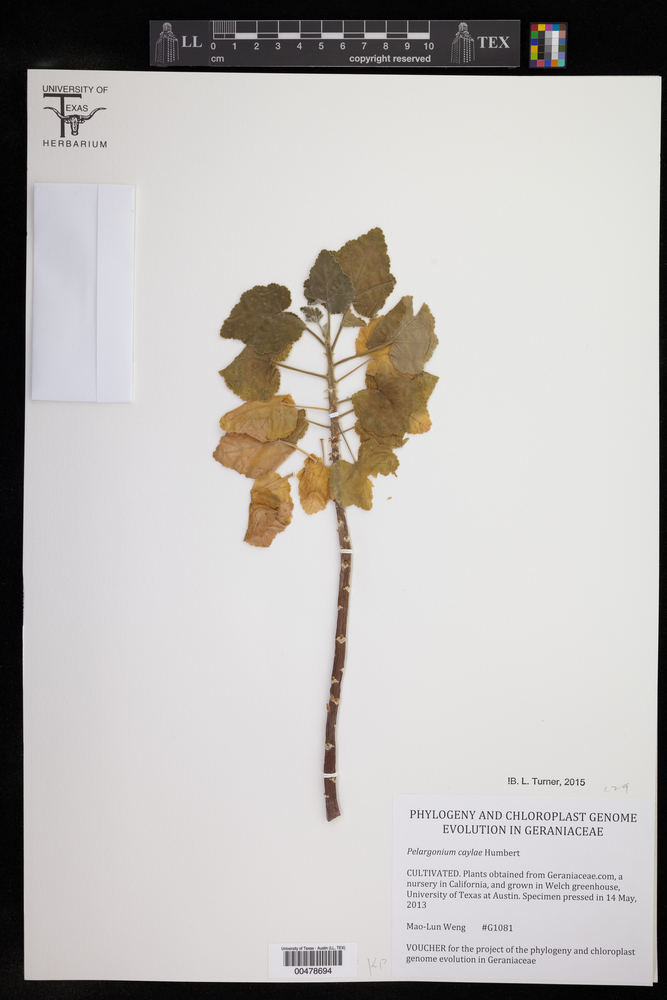 Pelargonium caylae image
