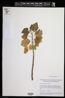 Image of Pelargonium caylae