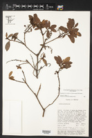 Comarostaphylis spinulosa image