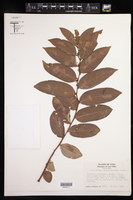 Phyllanthus juglandifolius image