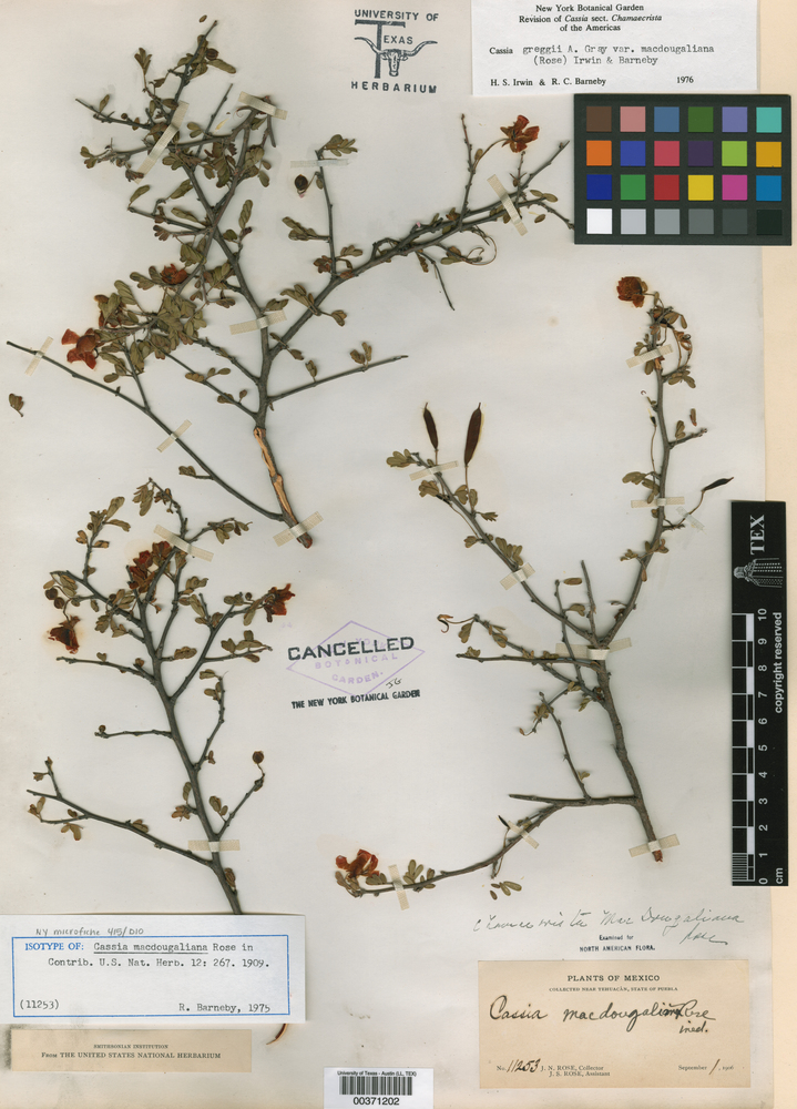 Chamaecrista greggii var. macdougaliana image
