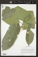 Image of Anisoptera costata
