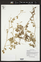 Image of Selaginella asplundii