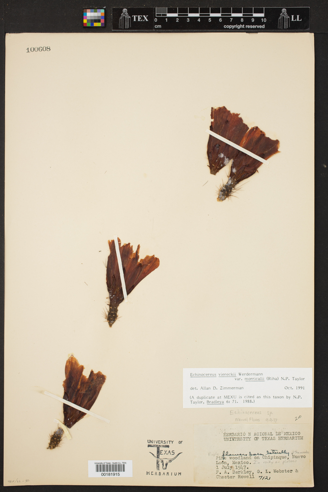 Echinocereus viereckii image