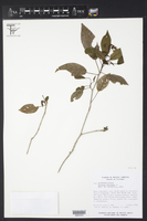 Croton lucidus image