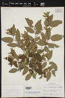 Carpinus caroliniana subsp. caroliniana image
