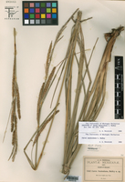 Carex seatoniana image