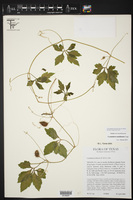 Cyclanthera naudiniana image