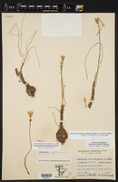 Habranthus longifolius image
