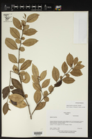 Ophellantha spinosa image