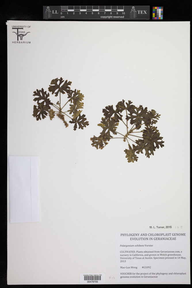 Pelargonium exhibens image