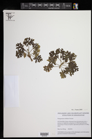 Image of Pelargonium exhibens