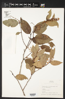 Gaultheria acuminata image