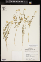 Aphanostephus skirrhobasis var. skirrhobasis image