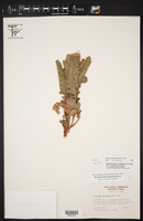 Phacelia texana image