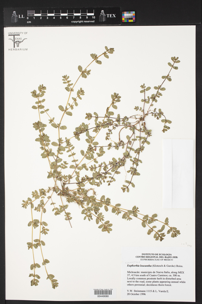 Euphorbia leucantha image