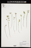 Euphorbia tetrapora image