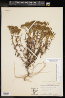 Flaveria brownii image