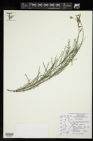 Peteria glandulosa image