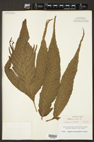 Tectaria incisa image