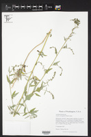 Atriplex oblongifolia image