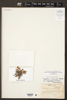 Pleopeltis riograndensis image