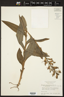 Habenaria strictissima var. odontopetala image