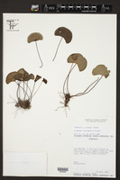 Image of Lindsaea cyclophylla
