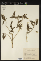 Image of Acalypha accedens