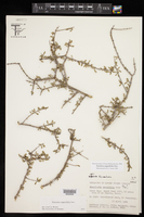 Forestiera angustifolia image