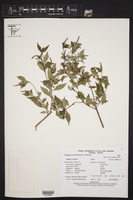 Stillingia acutifolia image