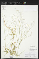 Boerhavia intermedia image