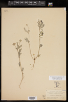 Astragalus wrightii image