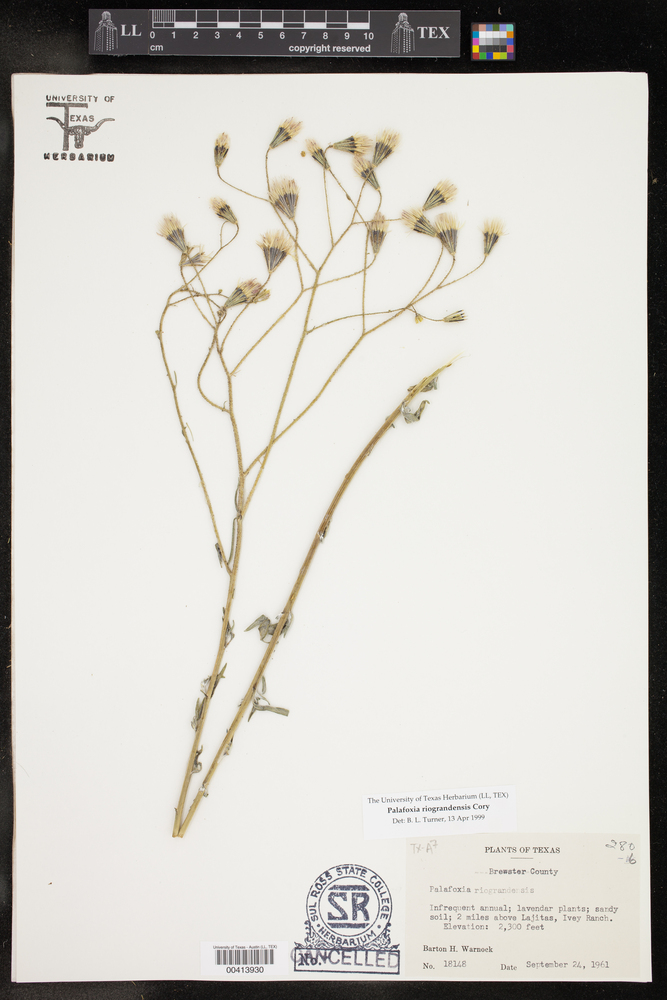 Palafoxia riograndensis image