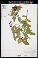 Lycianthes manantlanensis image