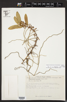 Campylocentrum micranthum image