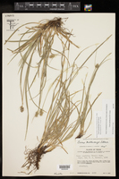Carex perdentata image