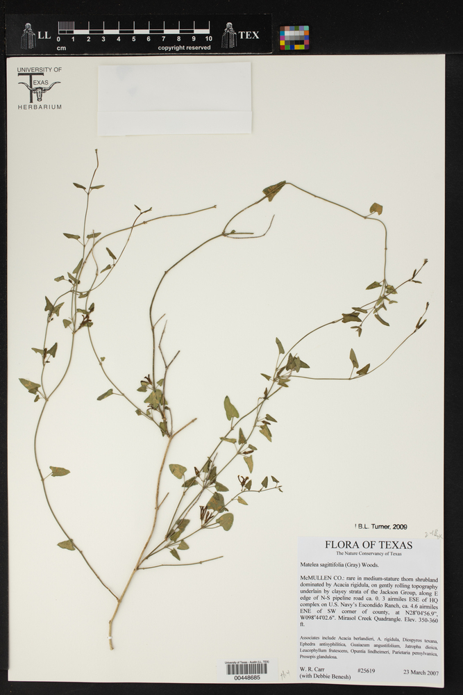 Matelea sagittifolia image