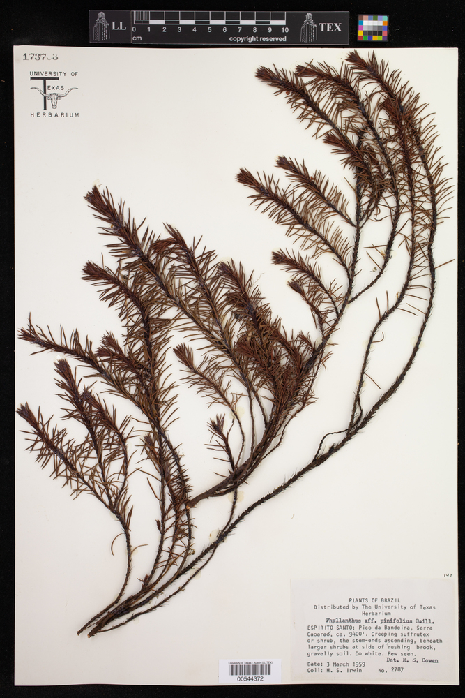 Phyllanthus pinifolius image