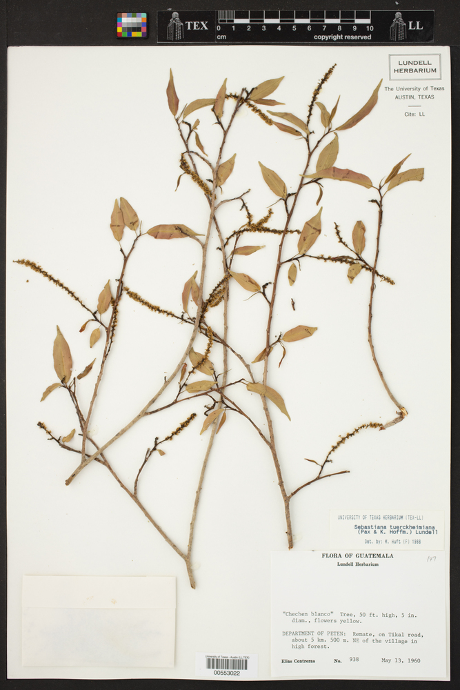 Pleradenophora image