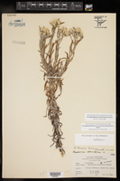 Pseudognaphalium austrotexanum image