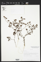 Paronychia drummondii image