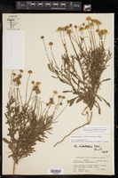 Aphanostephus riddellii image