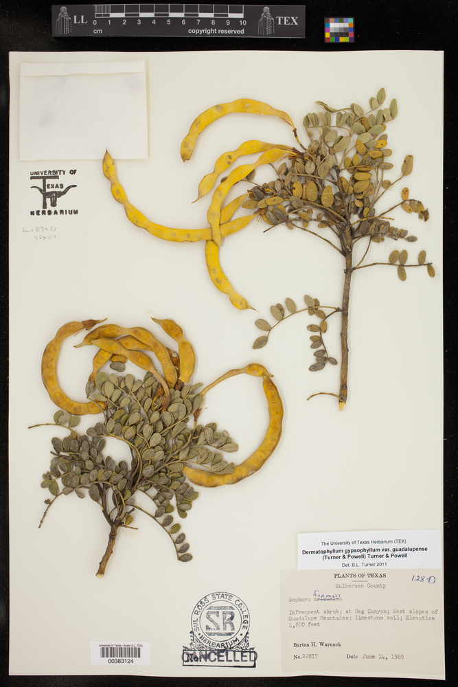 Dermatophyllum gypsophilum subsp. guadalupense image