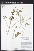 Lantana achyranthifolia image