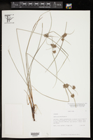 Cyperus grayoides image