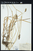 Carex stipata var. oklahomensis image