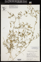 Vicia ludoviciana var. leavenworthii image
