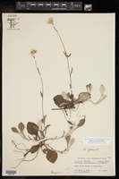 Antennaria parlinii var. fallax image