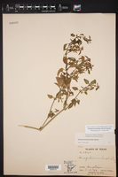 Dicliptera brachiata image